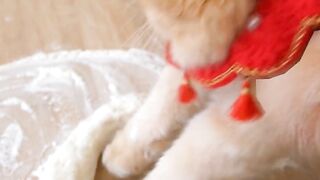 Funny Naughty Cat