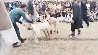 Dogs Fighting