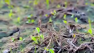 سرسوں کے کھیت اور سورج