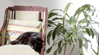 Cat funny animals and plants and animals are you doing today my love you too