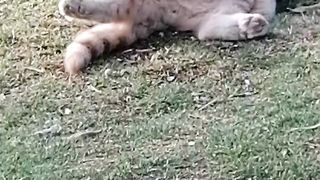 Cat funny video 6