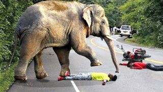 Raging Elephant Charges At Cars And Tourists In A Frenzied Rampage