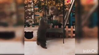 Funniest Animal Videos Funny Cats And Crazy Cats