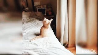 Funniest Animal Videos Funny Cats And Crazy Cats 2