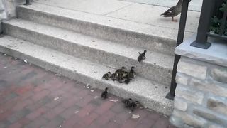 Ducklings vs. Stairs ????????????????????