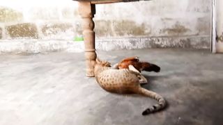 Cat and hen Fight in my home
