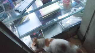 Cats are fighting.