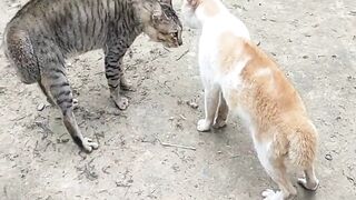 Cats are fighting