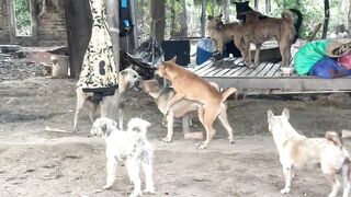Bad fighting poor dog for girl