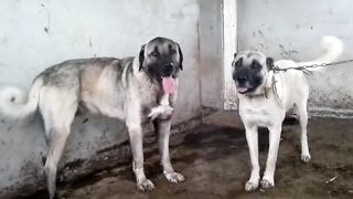 Dogs fighting