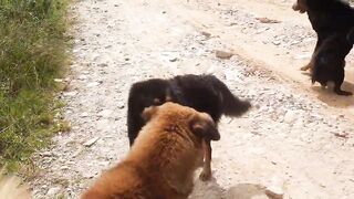 Dogs Fight On The Road  __ Dogs fight for female __ Beauty Nature