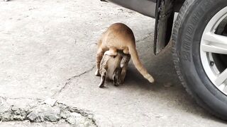 Cat mating success under Isuzu MUX