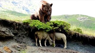 Amazing..the wild bear finally decided to kill the mountain goats, so its strength was like a thunderbolt!  Animal World