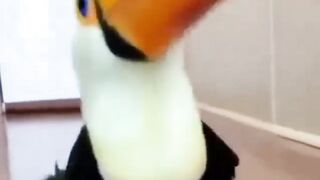 the handsome toucan