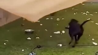 Cute and Funny Animal Video????|| Funniest Viral Puppy Cat clips????