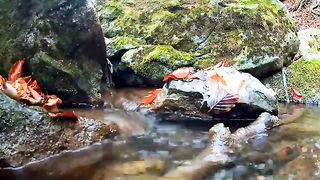 New_nature_Islamic_video