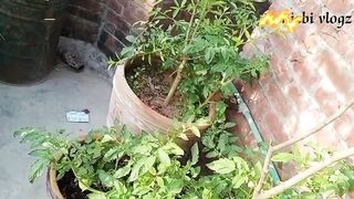 پودوں کو صحیح پانی لگانے کا طریقہ