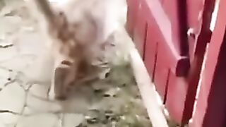 Cats drôle