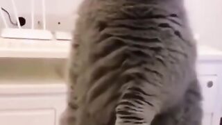 Funny cats 20