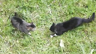 A fierce fight between two cats