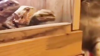 Funny cats 21