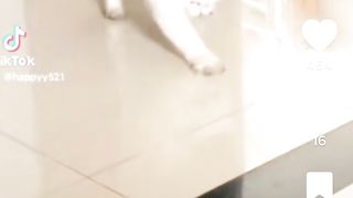 Compilation de chats rigolos