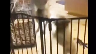 Funny Animals Video Funny Cats Videos