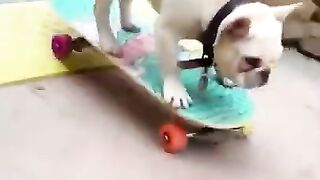 Funny dogs 5