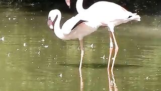 Birds mating