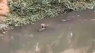 Funny animals 32