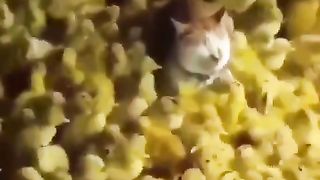 Funny dogs and cats 3