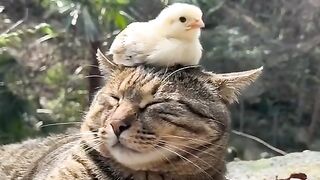 cat cats cat cats cat catd #cst #cst #cst #cst