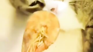 Funny Animal 3