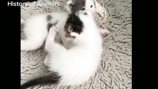 Funniest cat ever to watch 2023