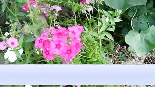 Surah yaseen ki tilawat urdu tarjuma ke sath _ Quran Tilawat Beautiful Voice _ Hindi Tarjuma.