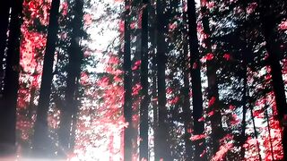 Beautiful Nature video 2