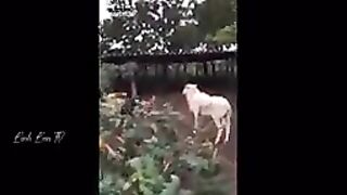 Compilation des moments les plus drôles de l'année! 2