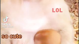 Compilation or thé best animale drôle ????????