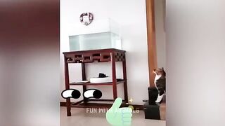 Les animaux les plus drôles ???? Chats et chiens drôles 2023 ???????? Partie 18 2