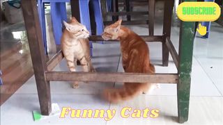 Battle of the Felines: Fighting Cats Showdown