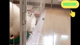 Cats and Dogs Caught in the Act of Shenanigans