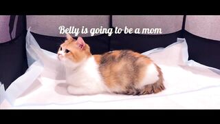 Beautiful cat ???????? cat baby cats videos most beautiful car ????