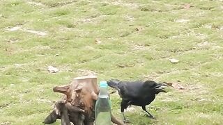 Thirsty Crow || Nasir Chaand