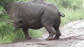 Certains de ces animaux n'ont pas peur ! ????