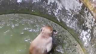 Le sauvetage le plus réconfortant que vous ayez vu ! ????
