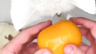 Check cat????????????????????????