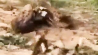 40 Times Animals Messed With The Wrong Opponent...