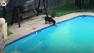 35 Hero Animals That Saved Human Lives!