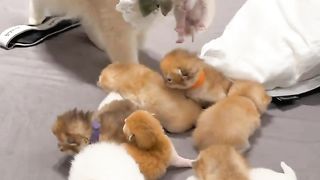 new funny video funny, videos, comedy videos, funny videos 2023, comedy videos 2023, desi comedy, funny clips videos,funny video 2023,