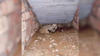 A stray dog ​​came into the house, puppies were born, and I recorded 100 days of caring for them!